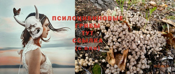 шишки Арсеньев